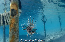 Whenever I came in for a dive I noticed this particular L... by Jasmine Corbett 